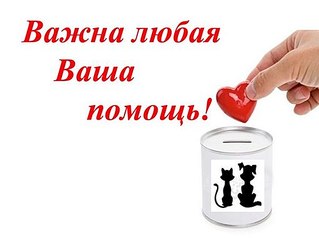 510 X 383 24.0 Kb 453 X 604 41.0 Kb Кошки в стационаре Ветсервиса. Нужна материальная помощь!