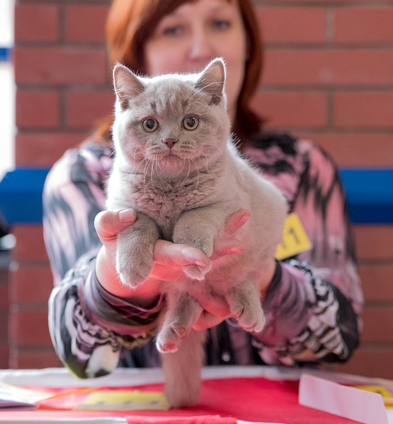 1920 X 2073 233.2 Kb   ,  ,   6  !