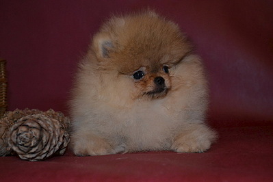 1024 X 682 128.9 Kb   !