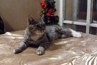 604 X 404  51.0 Kb ����� �����������. ���������� ���������