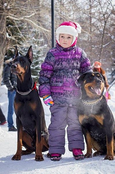 402 X 604  68.4 Kb 402 X 604  50.1 Kb 421 X 604  87.0 Kb Благотворительная фотосессия 'Породистые помогают бездомным'. г.Новосибирск