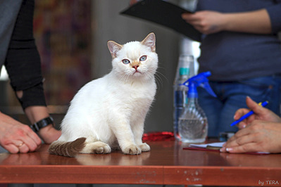 399 x 266 640 X 477 61.6 Kb Питомник'Gem Sweet'.Любимые британские ПЛЮШКИ.Британские котята: белые,черные,голубые