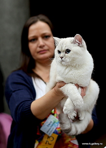 734 X 1024 282.3 Kb Питомник'Gem Sweet'.Любимые британские ПЛЮШКИ.Британские котята: белые,черные,голубые