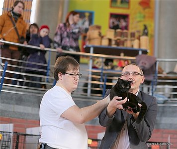 640 X 538 64.4 Kb Питомник'Gem Sweet'.Любимые британские ПЛЮШКИ.Британские котята: белые,черные,голубые