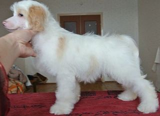 613 X 445 28.1 Kb 509 X 500 60.6 Kb 613 X 408 76.5 Kb     