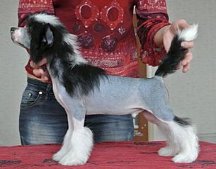 613 X 482 44.2 Kb 613 X 445 28.1 Kb 509 X 500 60.6 Kb 613 X 408 76.5 Kb     