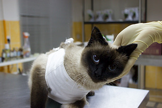 1000 X 667 690.9 Kb    .     .