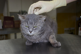 1000 X 667 566.4 Kb    .     .