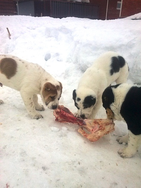 1920 X 2560 340.6 Kb  -    