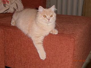 1920 X 1440 777.8 Kb 1920 X 2560 737.6 Kb   