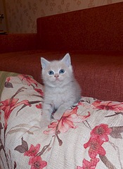 1920 X 2630 470.2 Kb 1920 X 1456 659.9 Kb   