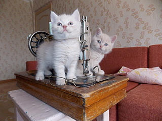 1920 X 1440 780.2 Kb 1920 X 1837 696.9 Kb   