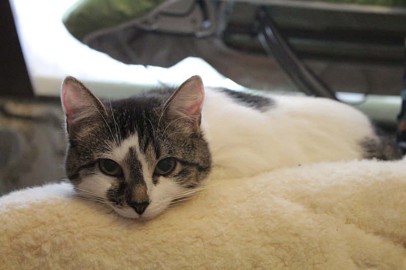 1920 X 1280 479.7 Kb -,      .