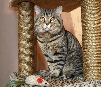 562 X 480 115.3 Kb 640 X 427  61.5 Kb 640 X 427  57.3 Kb 640 X 427  44.1 Kb 640 X 427  42.7 Kb    