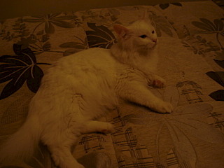 640 X 480  58.5 Kb 1191 X 842  97.3 Kb  