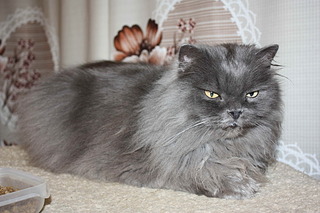 1920 X 1280 525.3 Kb   - .    ) !