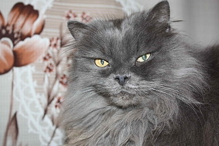 1920 X 1280 679.0 Kb   - .    ) !