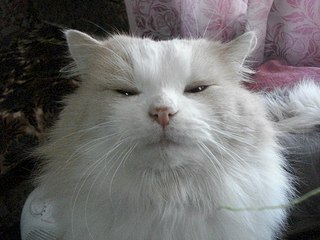 604 X 453 51.2 Kb 604 X 504 63.4 Kb    !