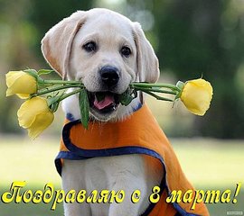 492 X 437  43.5 Kb Вот МОЯ деревня... АКУНА МАТАТА) - всякой твари по паре. ПРОДАЮ ШИНШИЛЛ, МОР.СВИНОК