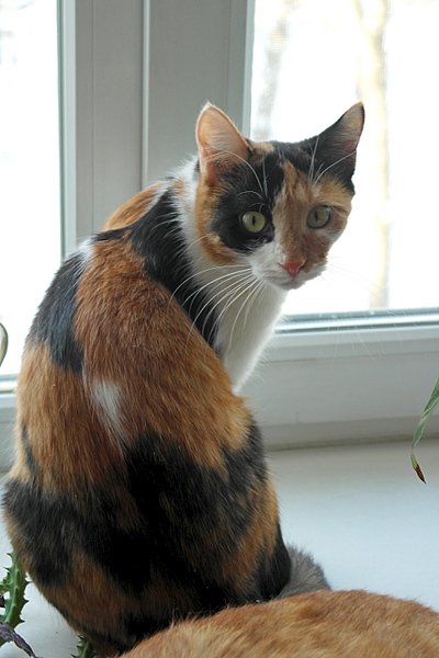 1920 X 2880 255.8 Kb , ,     .