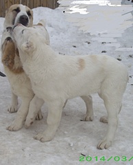 1733 X 2137 672.6 Kb 1733 X 2097 750.1 Kb 1920 X 1518 654.9 Kb 1920 X 1413 636.8 Kb 1920 X 1941 848.9 Kb    