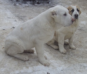 1709 X 1465 597.3 Kb    