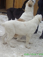 1629 X 2169 799.6 Kb 1709 X 1465 597.3 Kb    