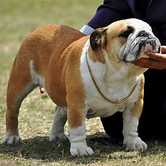 401 X 401 60.7 Kb 960 X 720 98.3 Kb 728 X 760 107.7 Kb -2014