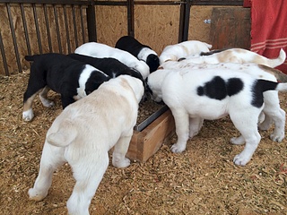 1920 X 1440 343.6 Kb 1920 X 2560 225.4 Kb 1920 X 2560 215.5 Kb 1920 X 1440 589.1 Kb  -    