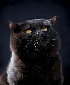 1919 X 2318 749.9 Kb 1600 X 1067 269.0 Kb   