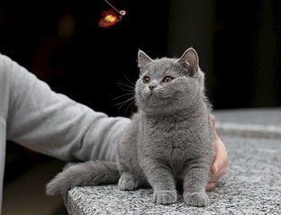 1600 X 1227 210.7 Kb   