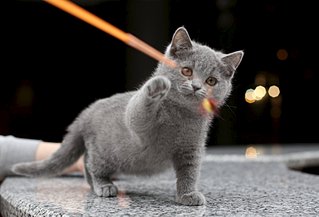 1600 X 1085 155.0 Kb 1600 X 1121 159.3 Kb 1600 X 1274 198.9 Kb 1600 X 1227 210.7 Kb   