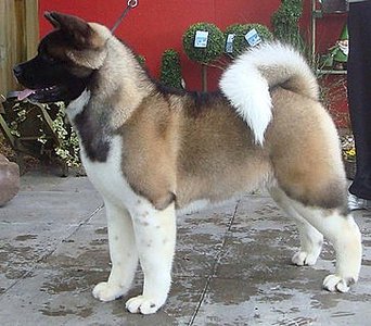 363 X 318 29.2 Kb 300 x 225 -2014