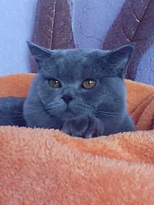 1920 X 2560 738.5 Kb Питомник'Gem Sweet'.Любимые британские ПЛЮШКИ.Британские котята: белые,черные,голубые