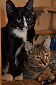 399 X 600 112.0 Kb Черно-белые ласковые котята