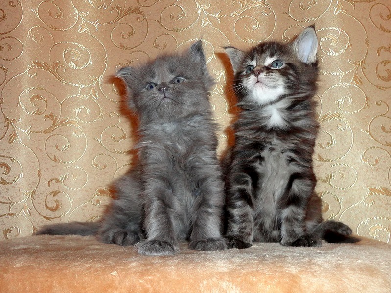 1238 X 929 483.2 Kb 1440 X 1080 486.6 Kb 1440 X 1080 382.1 Kb 1440 X 1080 644.3 Kb Питомник Мейн-кунов 'Аctus Рurus'. Ласковые ГИГАНТЫ.