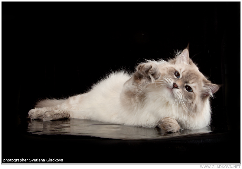 800 x 560 800 x 517 800 x 600 800 x 539 500 x 559 Питомник невских маскарадных кошек 'Страна Сибирия'. СКАЗОЧНЫЕ КОТЯТА ДЛЯ ВАС :)