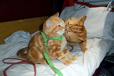 800 X 533 139.9 Kb Питомник'Gem Sweet'.Любимые британские ПЛЮШКИ.Британские котята: белые,черные,голубые