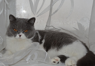 1920 X 1332 134.1 Kb 640 X 427 98.2 Kb   