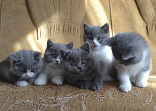 1920 X 1360 160.0 Kb   