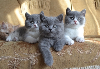 1920 X 1326 227.3 Kb   