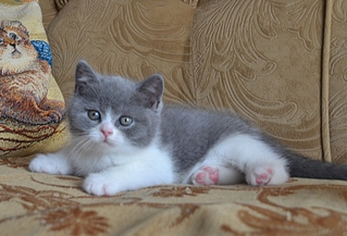 1920 X 1305 154.5 Kb   