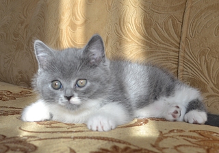 1920 X 1339 991.1 Kb 1920 X 1305 154.5 Kb   