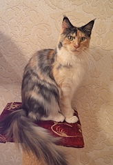 1920 X 2799 316.7 Kb 512 X 341 145.5 Kb  -