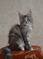 1920 X 2609 209.0 Kb 1859 X 2669 205.7 Kb 1920 X 2870 233.1 Kb  -