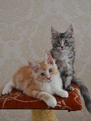 1920 X 2543 186.6 Kb 1920 X 1441 118.0 Kb  -