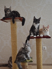 1920 X 2573 306.2 Kb 1920 X 2543 186.6 Kb 1920 X 1441 118.0 Kb  -