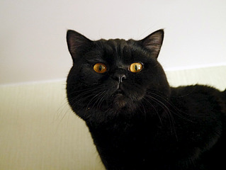 1920 X 1442 115.9 Kb Питомник'Gem Sweet'.Любимые британские ПЛЮШКИ.Британские котята: белые,черные,голубые