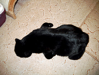 1920 X 1442 389.9 Kb Питомник'Gem Sweet'.Любимые британские ПЛЮШКИ.Британские котята: белые,черные,голубые