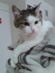 1920 X 2560 224.3 Kb        